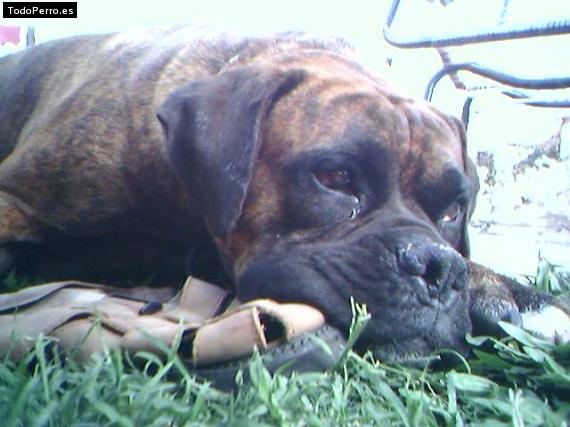 La foto del perro
