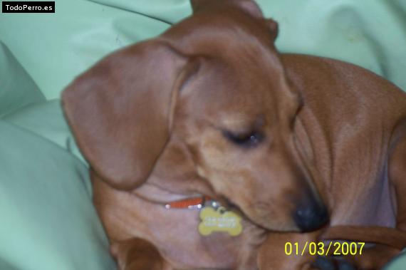 La foto del perro