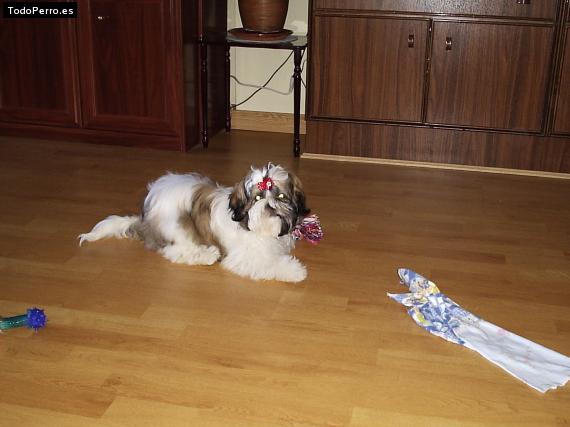 La foto del perro