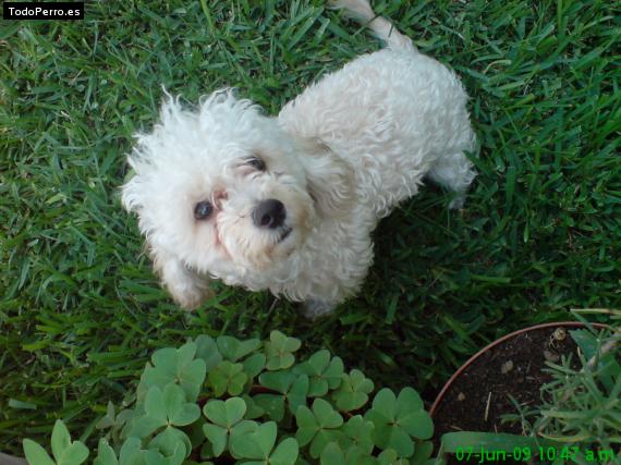 La foto del perro