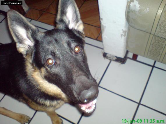 La foto del perro