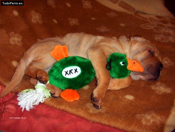 La foto del perro