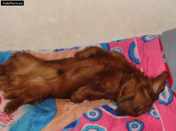La foto del perro