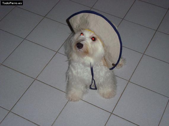 La foto del perro