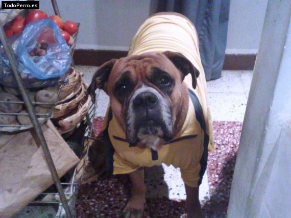 La foto del perro