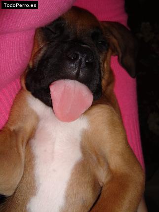 Foto del perro Roqui