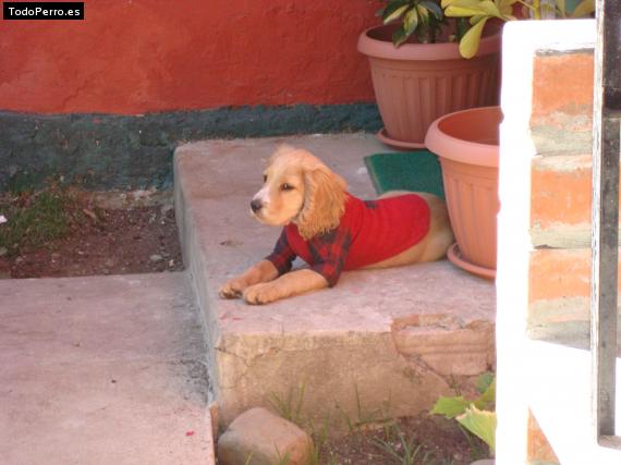 La foto del perro