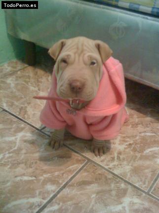 La foto del perro
