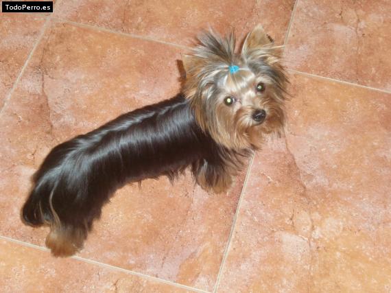 La foto del perro
