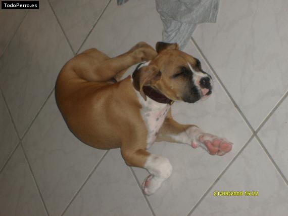 La foto del perro
