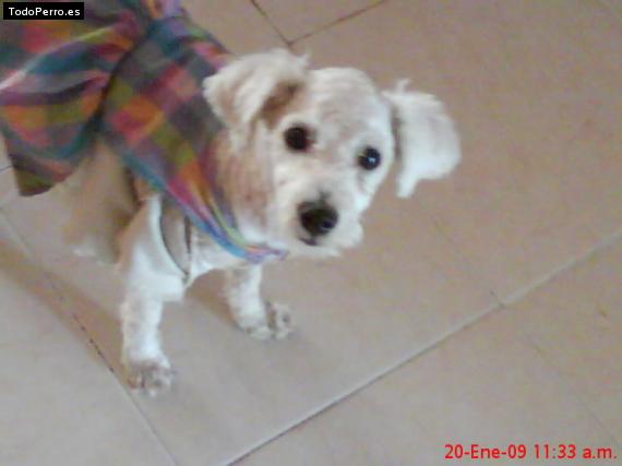 La foto del perro