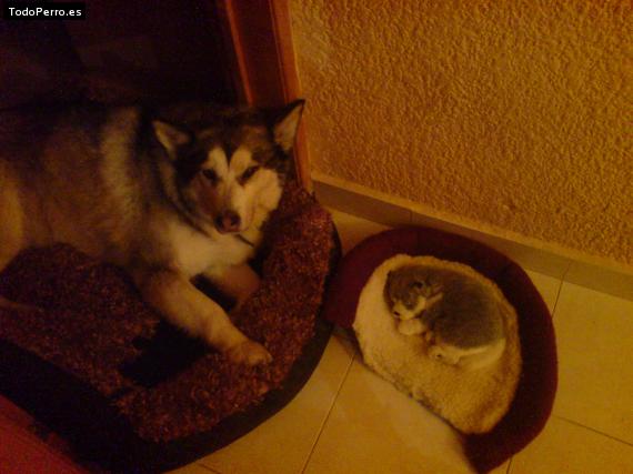 Foto del perro Miena