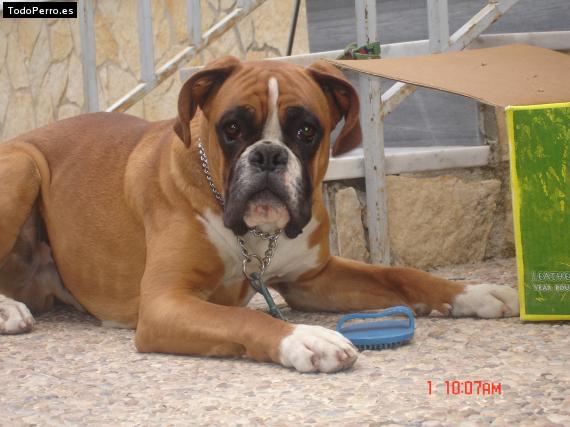 Foto del perro Harpo