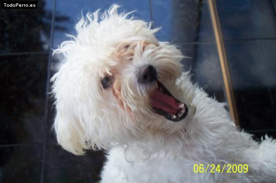 La foto del perro