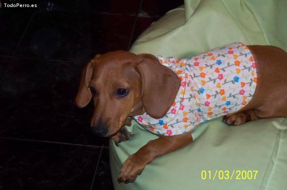 La foto del perro