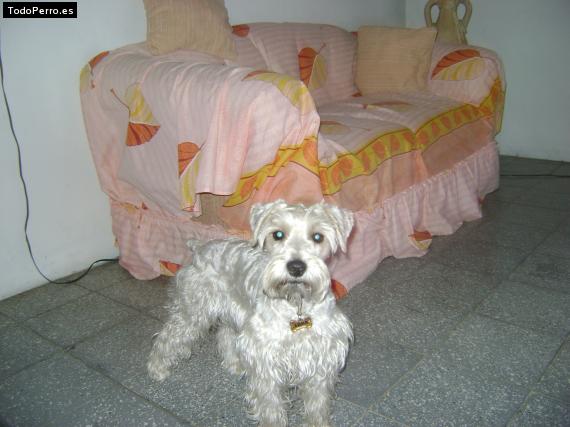 La foto del perro