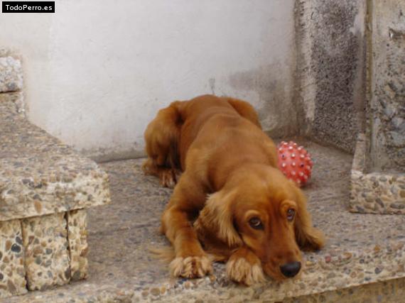 La foto del perro