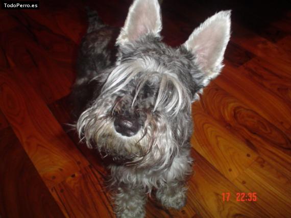 La foto del perro