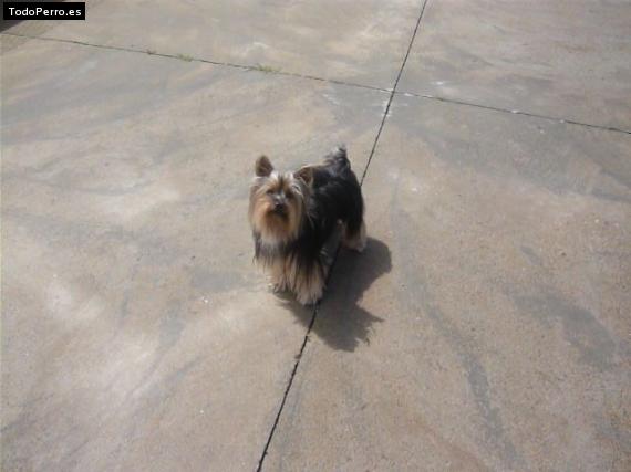La foto del perro