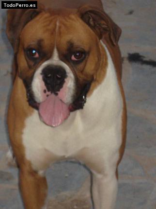 Foto del perro Homero
