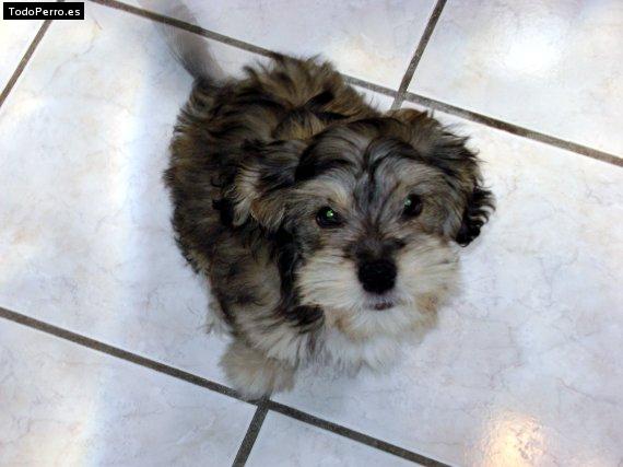 Foto del perro Nala