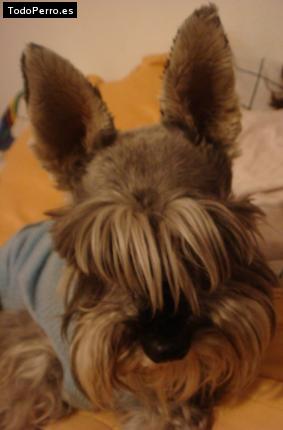 La foto del perro