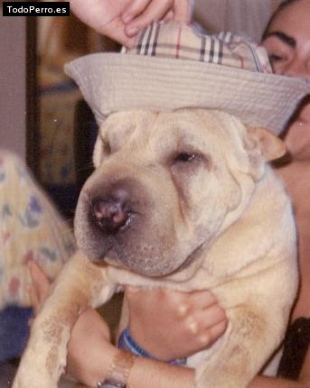La foto del perro