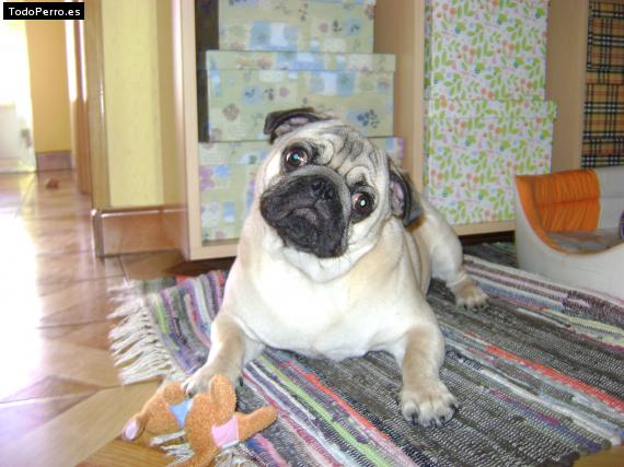 La foto del perro