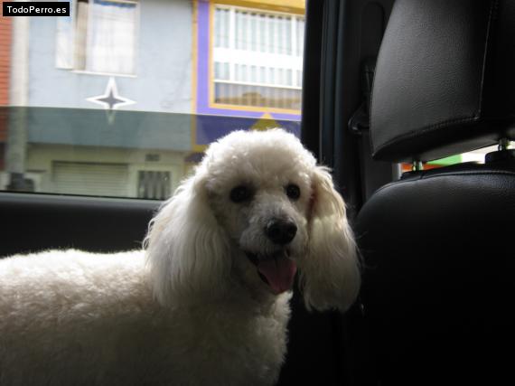 La foto del perro