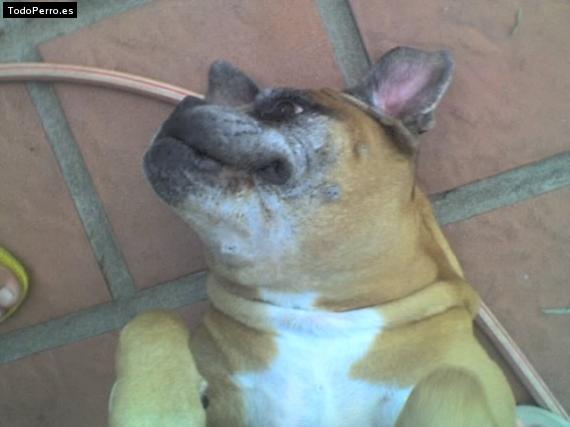 La foto del perro