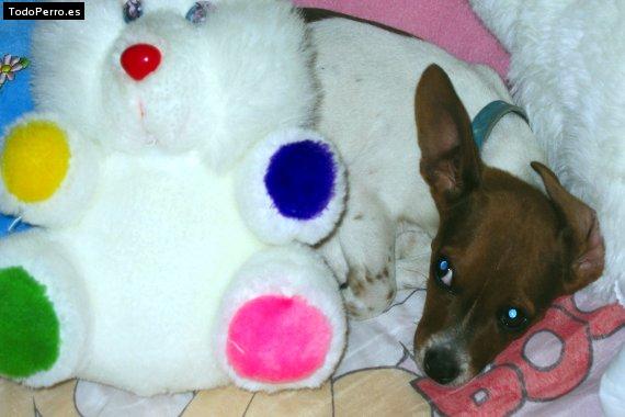 Foto del perro Camilo