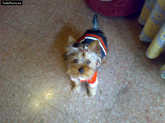 La foto del perro