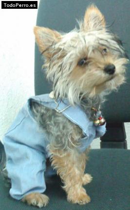 La foto del perro