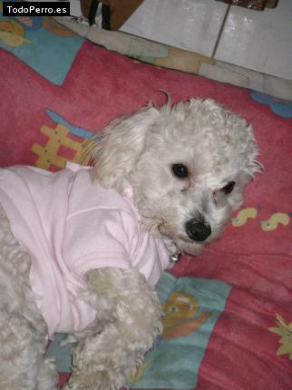 La foto del perro