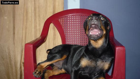 La foto del perro