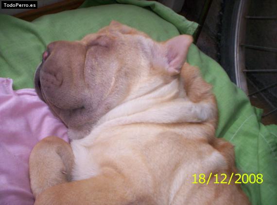 La foto del perro