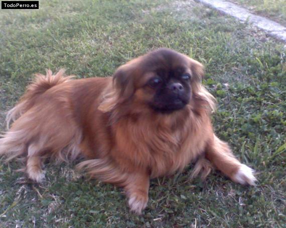 Foto del perro Shaya