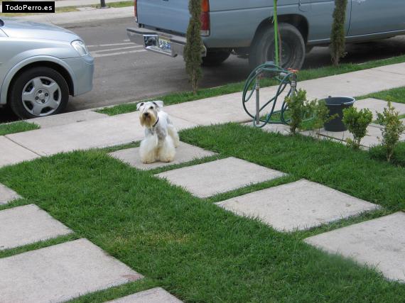 La foto del perro