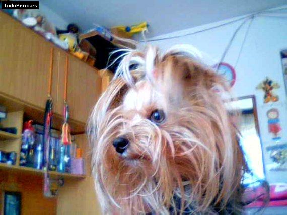 La foto del perro