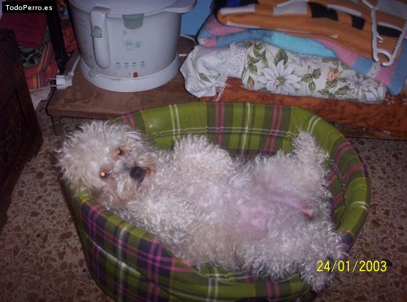 La foto del perro
