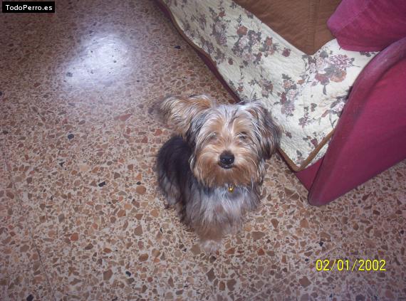 La foto del perro