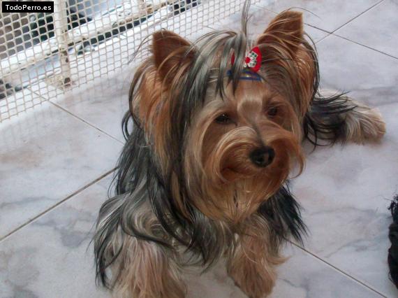 La foto del perro