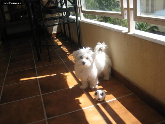 La foto del perro