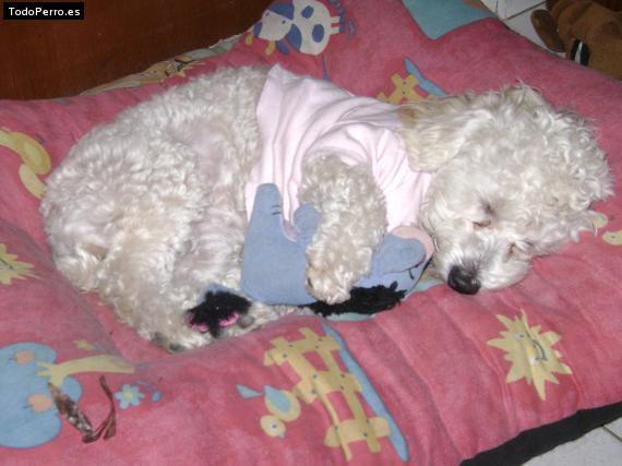 La foto del perro