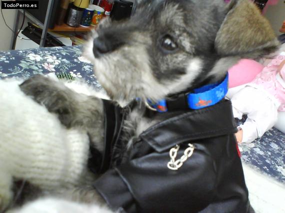 La foto del perro