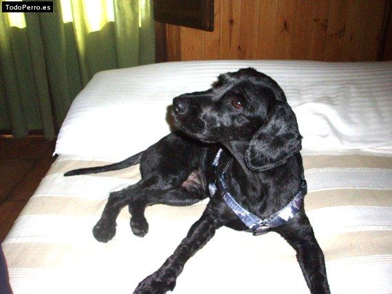 Foto del perro Trasgo