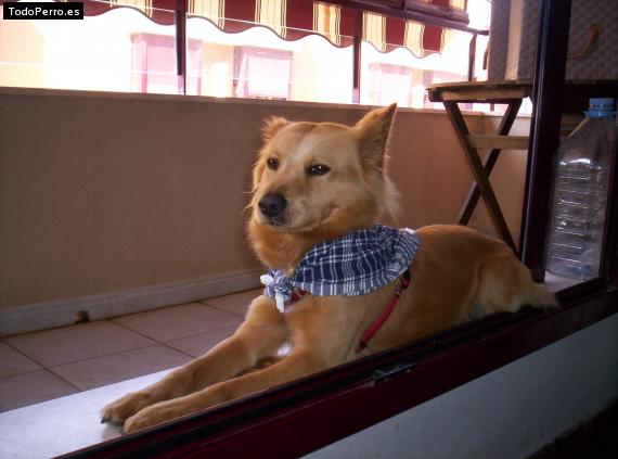 La foto del perro