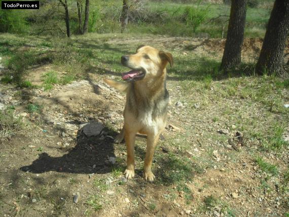 La foto del perro