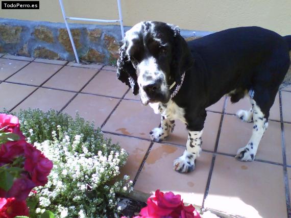 La foto del perro