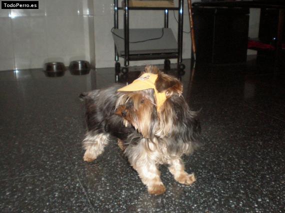 La foto del perro